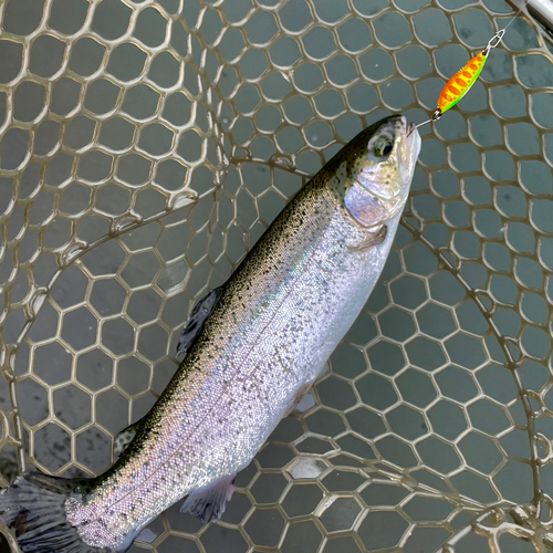 ニジマスの釣果