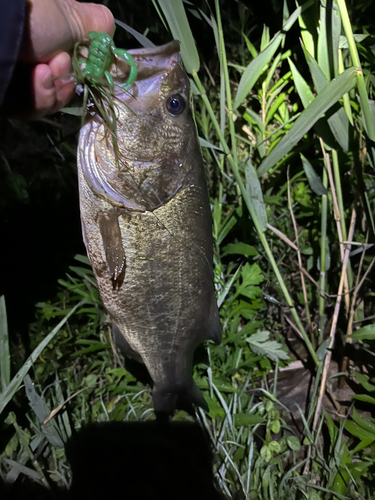 ブラックバスの釣果