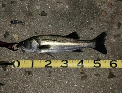 シーバスの釣果