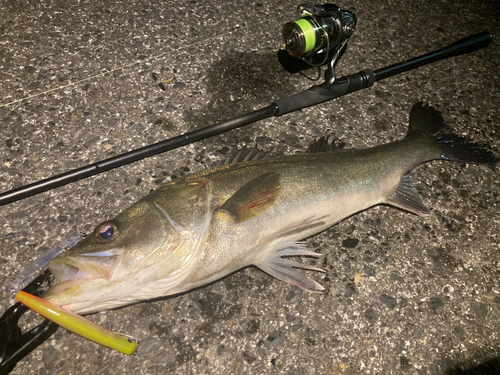 シーバスの釣果