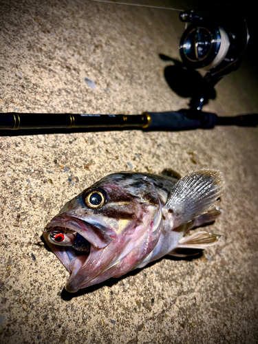 クロソイの釣果