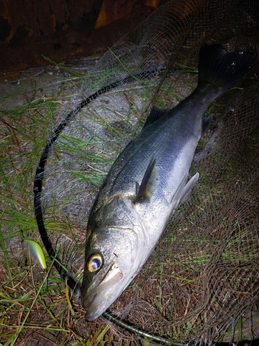 シーバスの釣果