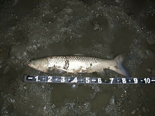 ソウギョの釣果