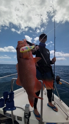 スジアラの釣果