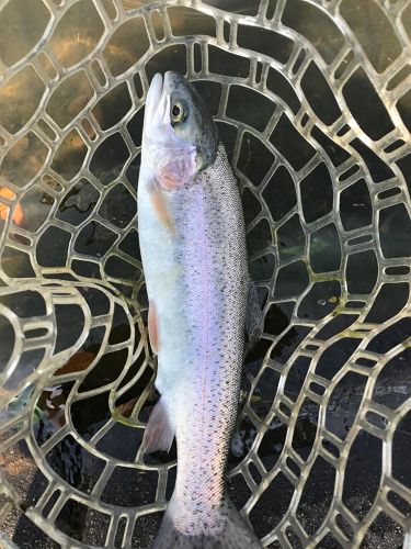 トラウトの釣果