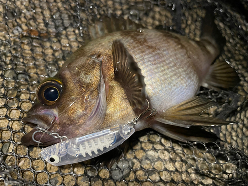 シロメバルの釣果