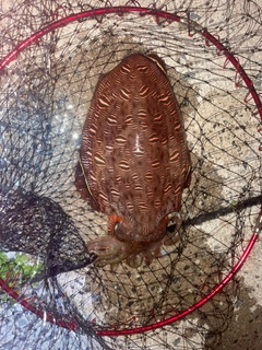 モンゴウイカの釣果