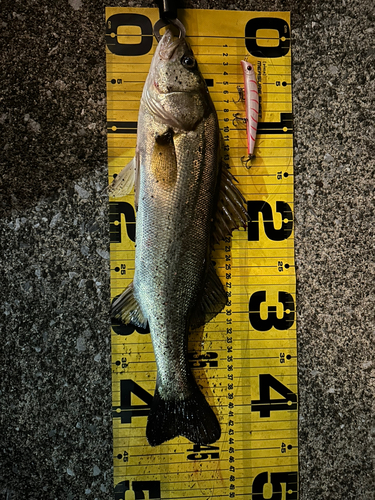 シーバスの釣果