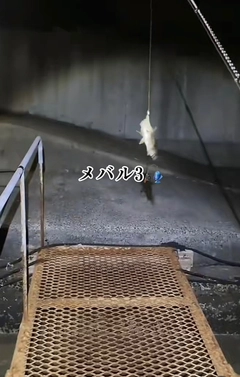 クロメバルの釣果
