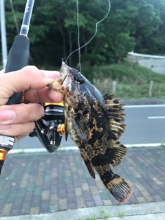 ベッコウゾイの釣果