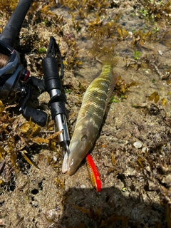 カマスベラの釣果