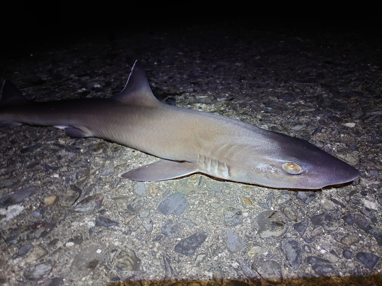 海水魚 シロザメ１匹 公式