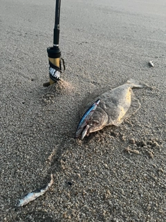 ヒラメの釣果