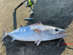 ハガツオの釣果