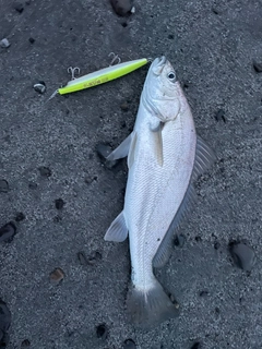 ニベの釣果