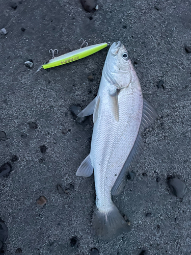 ニベの釣果