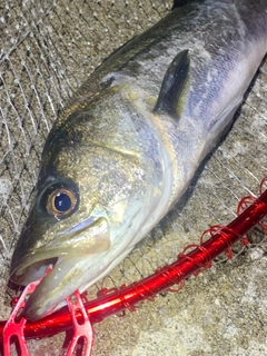 フッコ（マルスズキ）の釣果