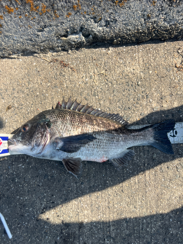 クロダイの釣果