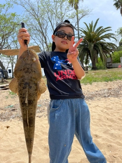 マゴチの釣果