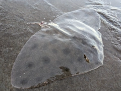 エイの釣果