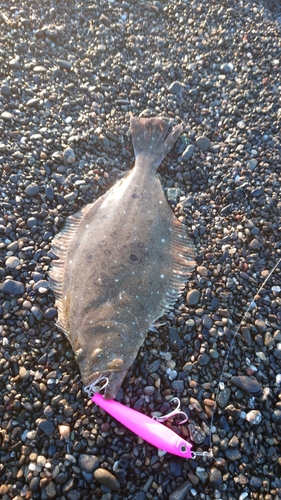 ヒラメの釣果