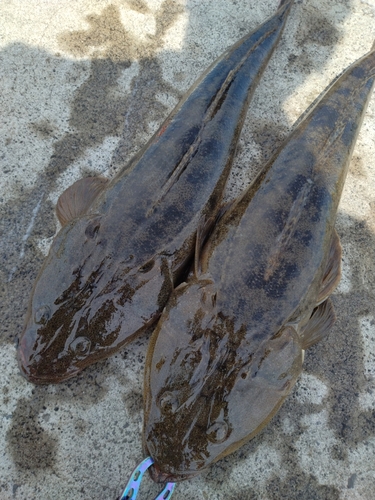 コチの釣果