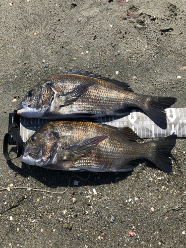 クロダイの釣果