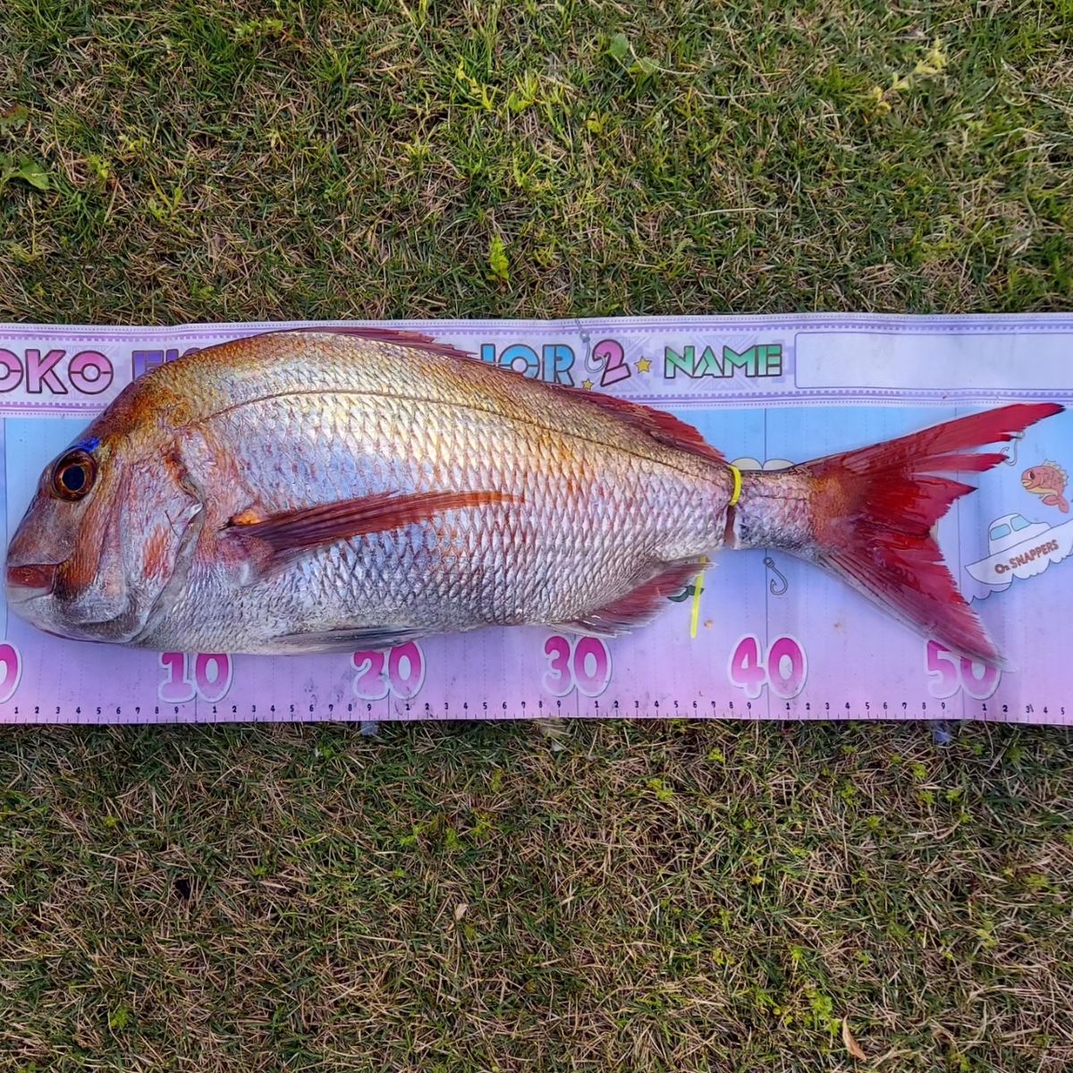 つりさゆさんの釣果 2枚目の画像