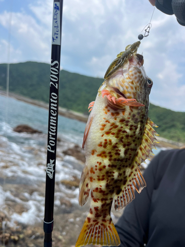 イソゴンベの釣果