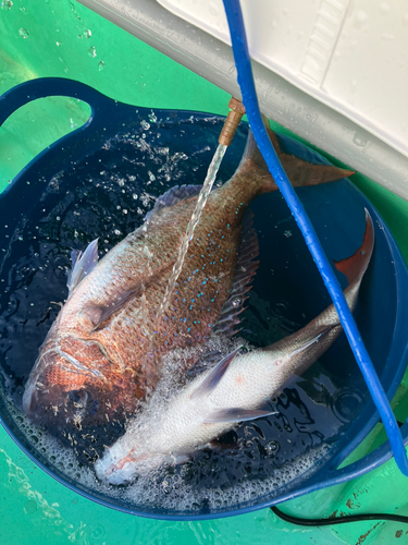 東京湾（富津〜金谷）で釣れたタイの釣り・釣果情報 - アングラーズ 