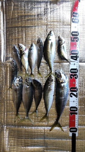 アジの釣果