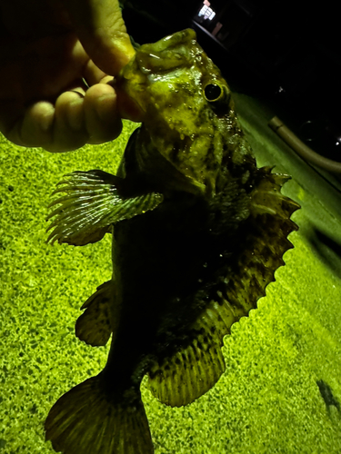 タケノコメバルの釣果