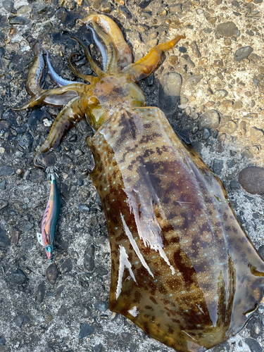 アオリイカの釣果