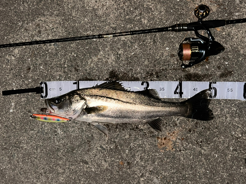 シーバスの釣果