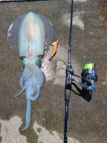 アオリイカの釣果