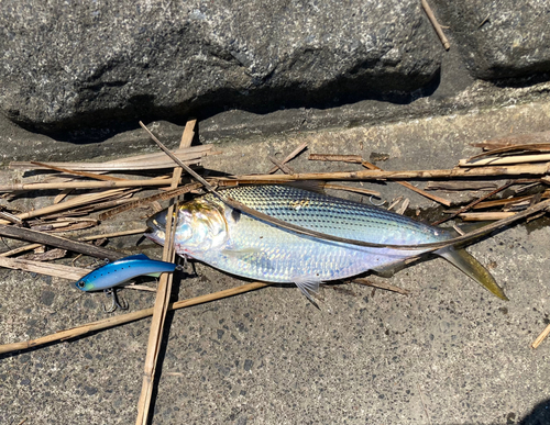 コノシロの釣果