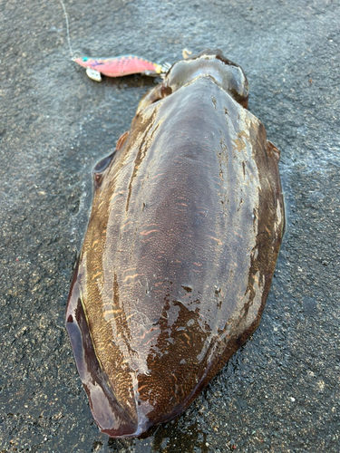 モンゴウイカの釣果