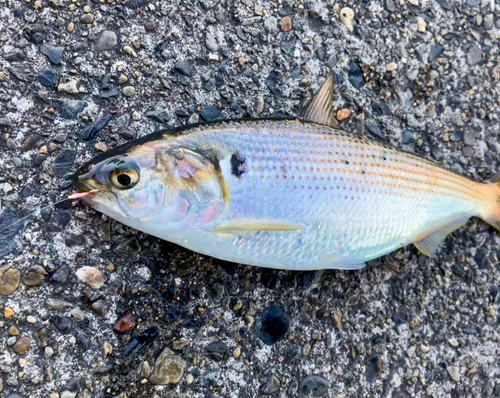 コノシロの釣果