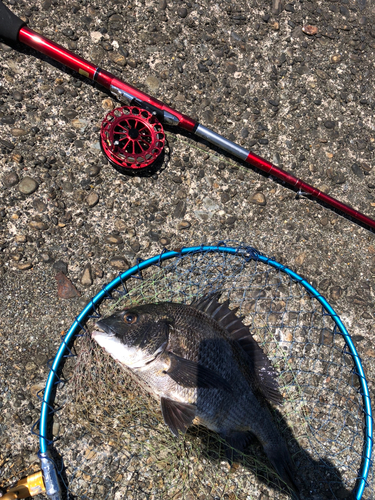 クロダイの釣果