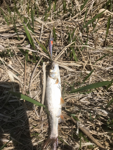 ウグイの釣果