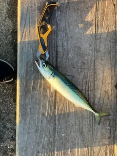 マサバの釣果