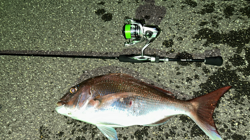 マダイの釣果