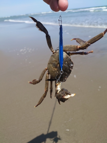 カニの釣果