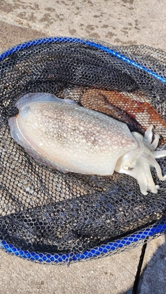 シリヤケイカの釣果