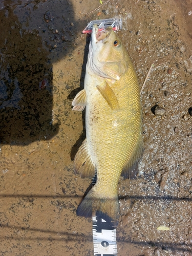 スモールマウスバスの釣果