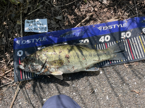 ブラックバスの釣果