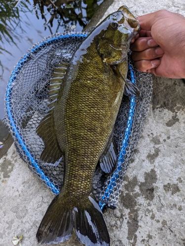 スモールマウスバスの釣果