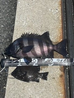 イシダイの釣果