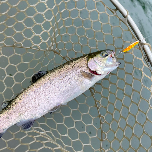 ニジマスの釣果