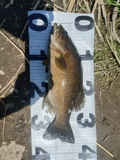 スモールマウスバスの釣果